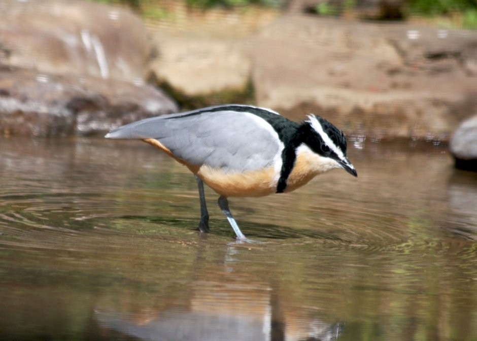 Pluvianus aegyptius