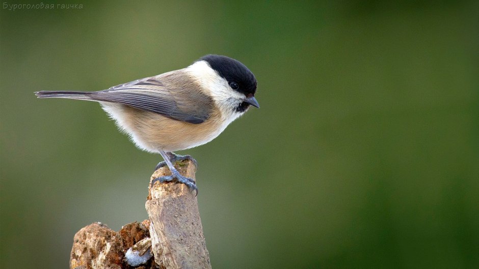 Chickadee Singer