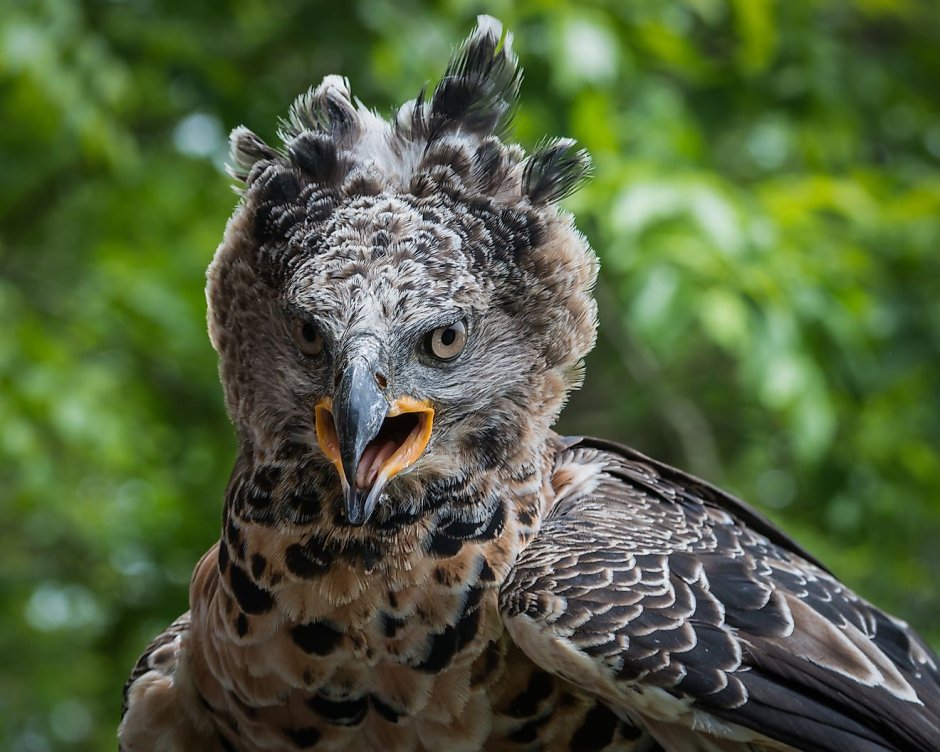 Catched crowned Eagle
