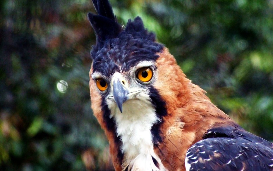 Spizaetus ornatus