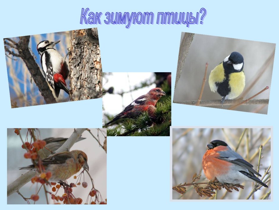Зимующие звери и птицы