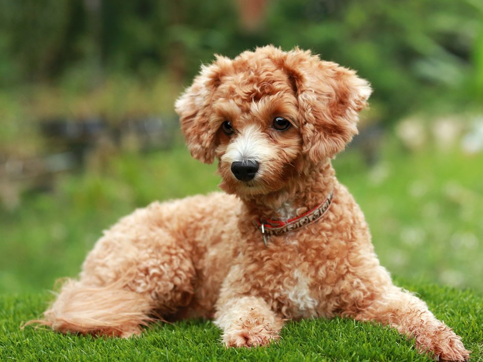 Собачка карликовый пудель