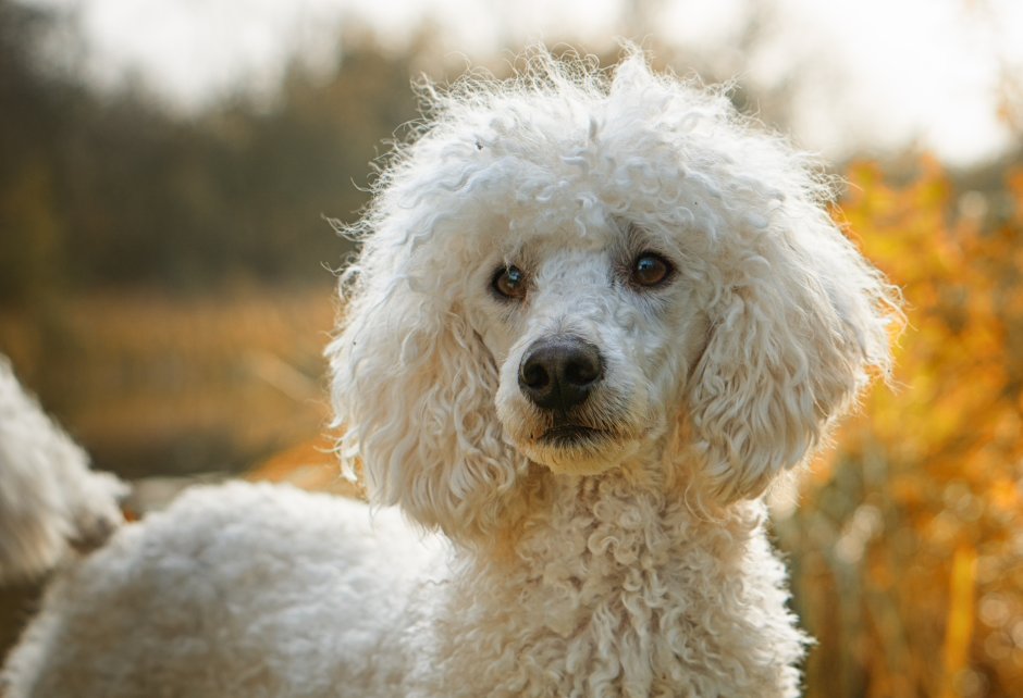 Пудель мальтипу