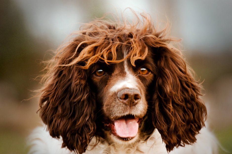 Маленькие собаки с кудрявой шерстью