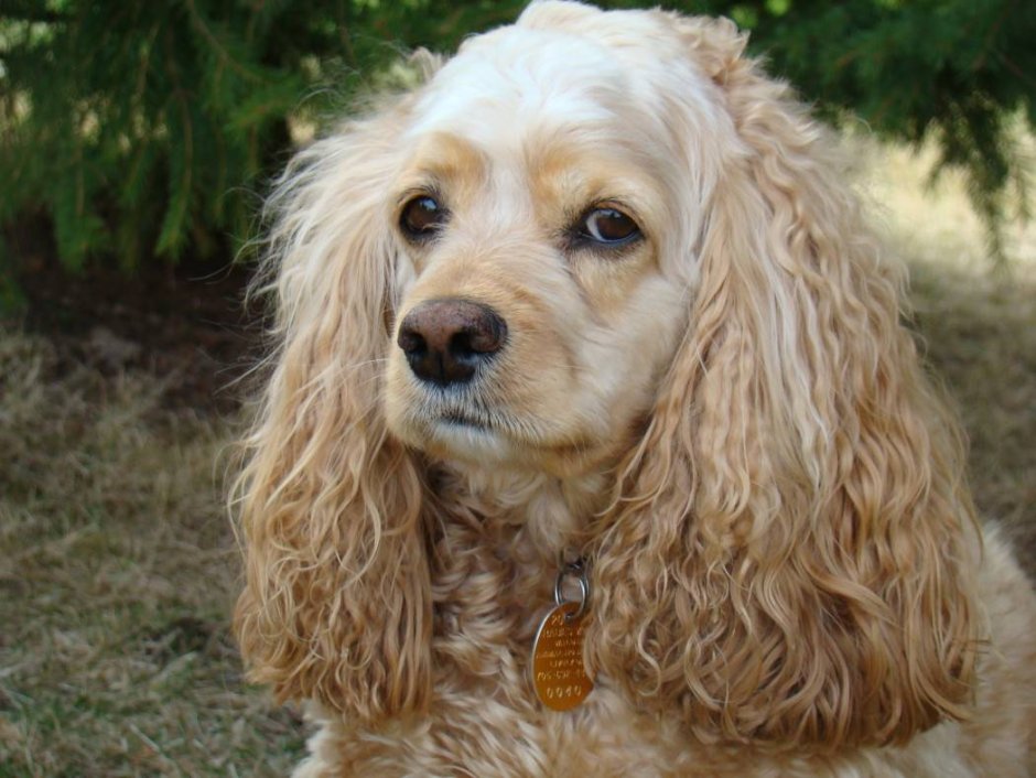 Королевский пудель