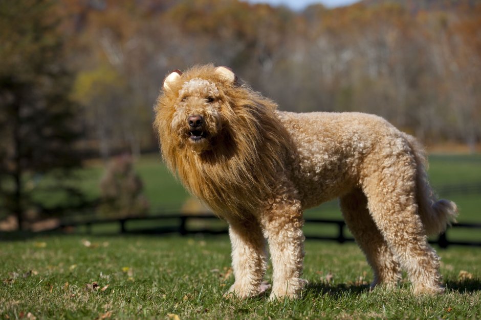 Карликовый пудель мартипу