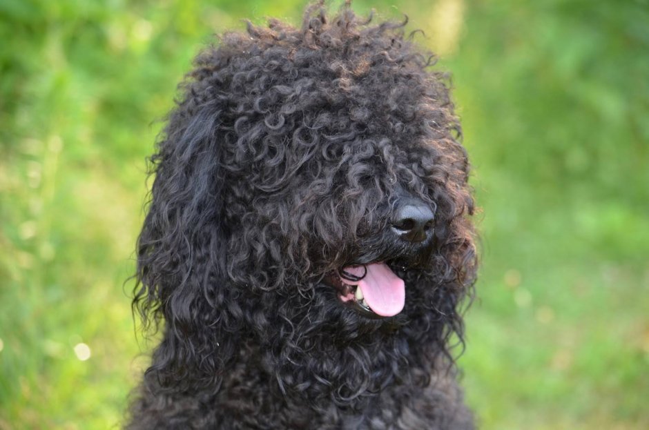 Пудель короткошерстный