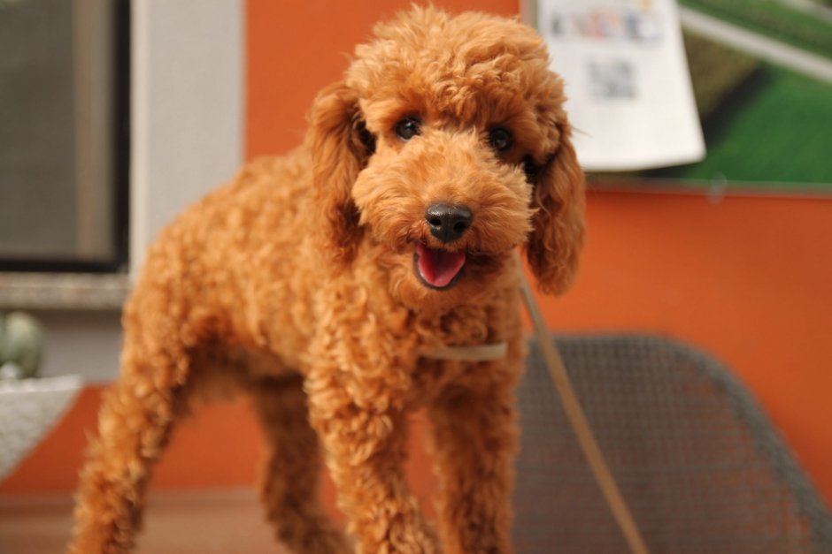 Водяной спаниель Барбет