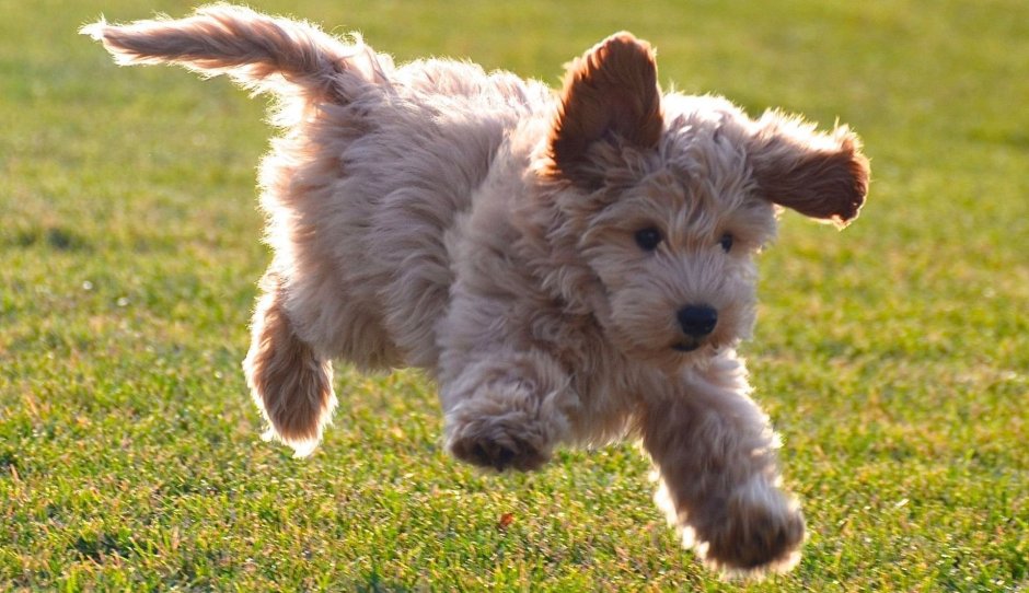 Большая кудрявая собака