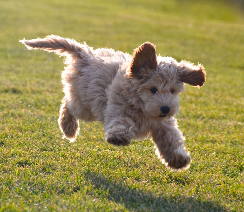 Карликовый пудель