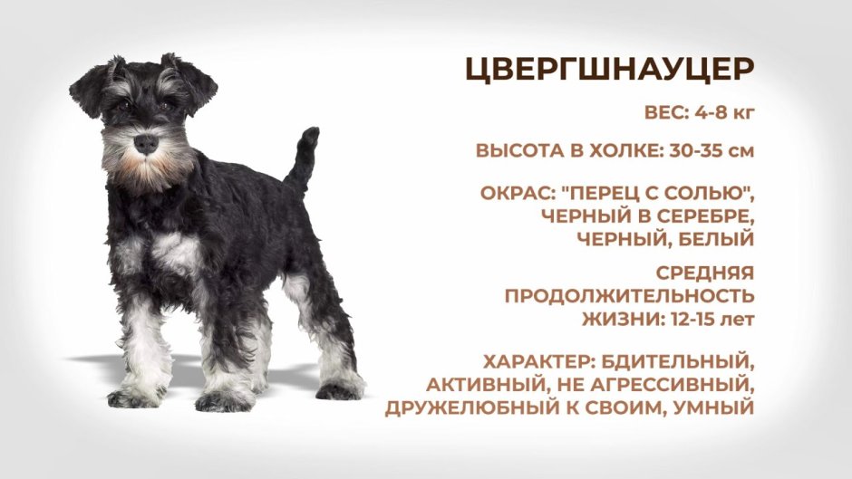 Цвергшнауцер Размеры взрослой собаки