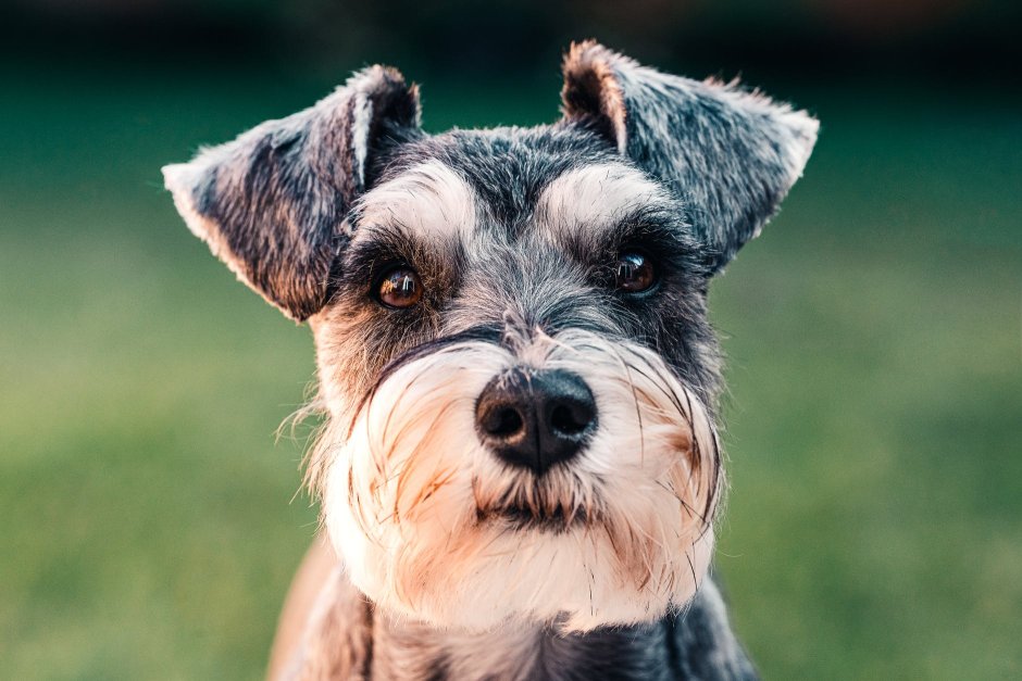 Schnauzer Family