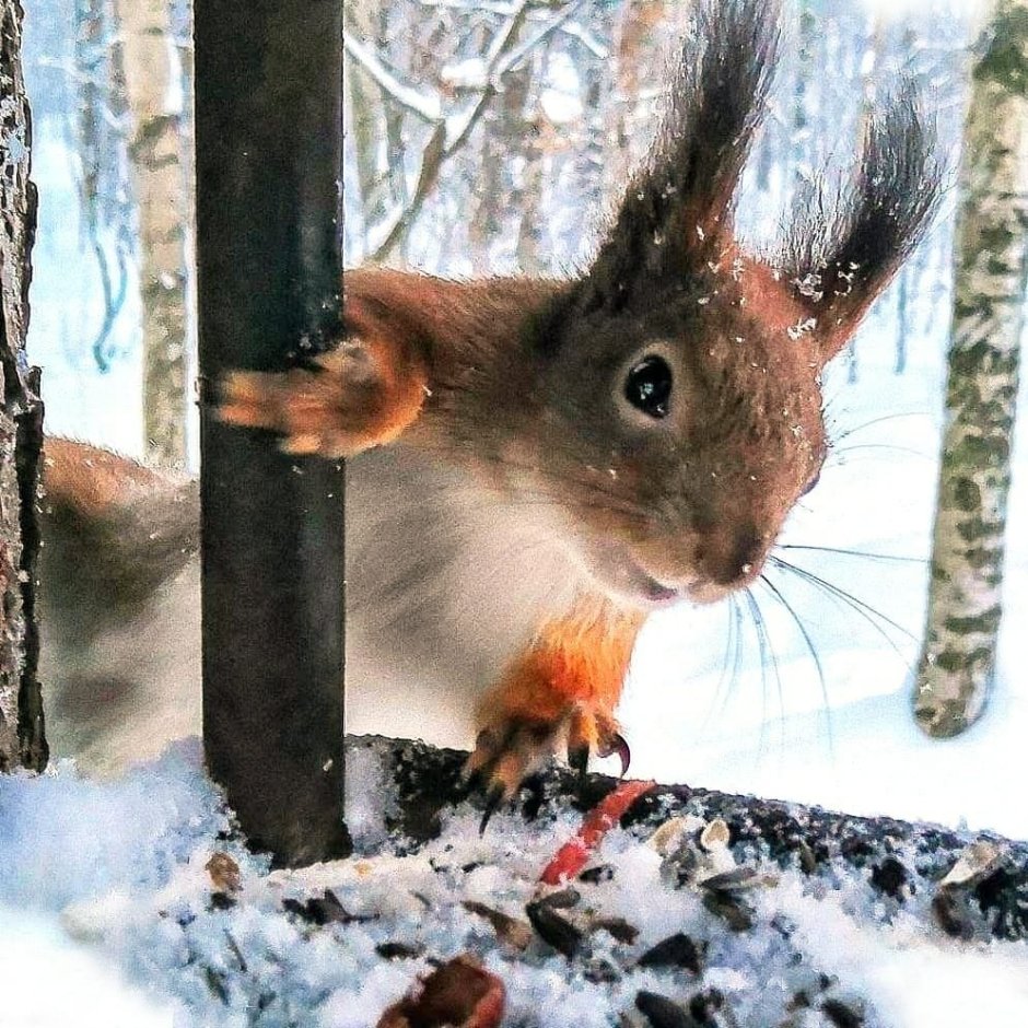 Природа птицы