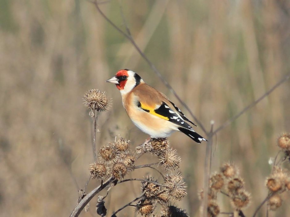 American Goldfinch птица