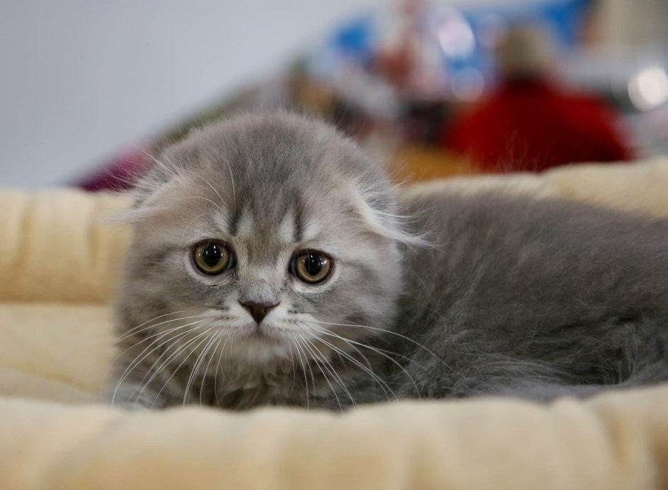 Шотландская вислоухая кошка пушистая