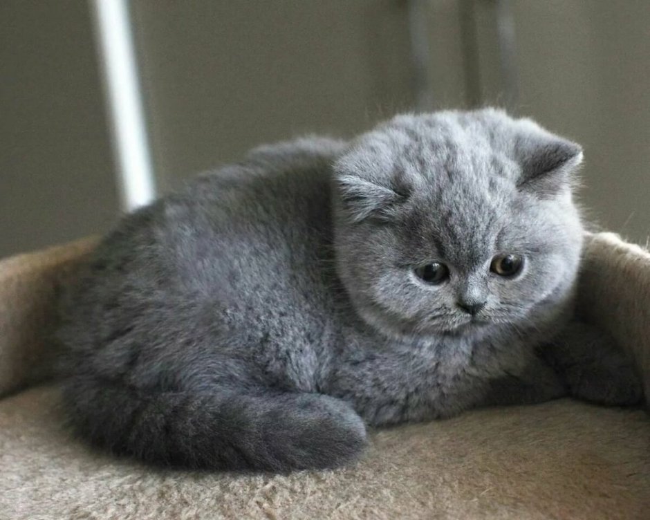 Британец кошка вислоухая серая