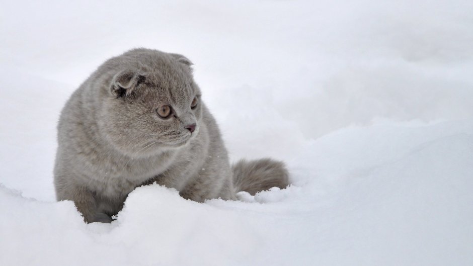 Кот шотландец вислоухий в снегу