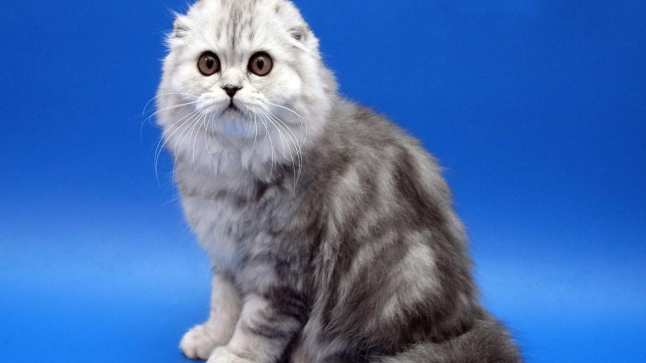 Шотландская вислоухая кошка маленький