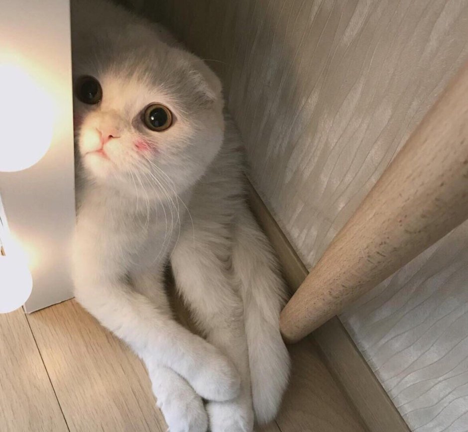 Шотландская вислоухая кошка голубая плюшевая