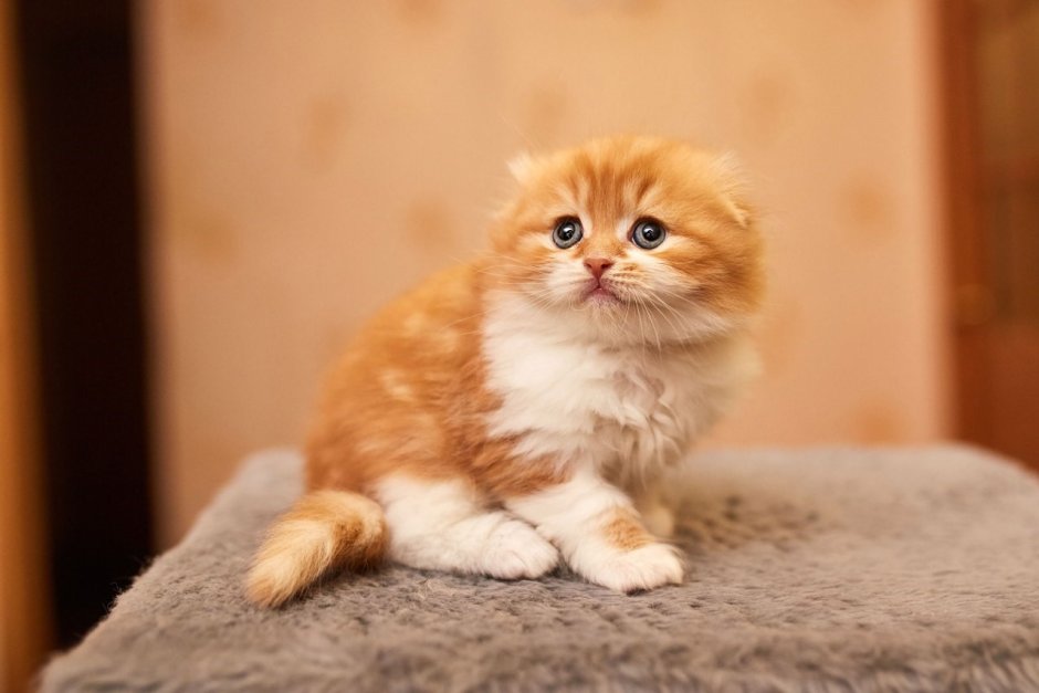Котята породы хайленд фолд