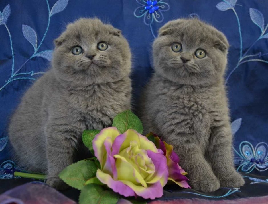 Шотландский вислоухий кот