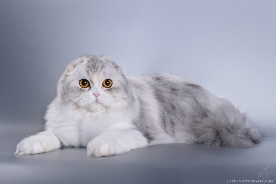 Шотландская вислоухая кошка длинношерстная