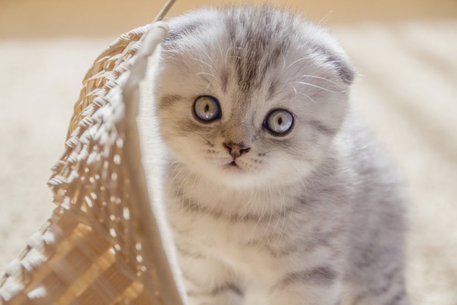 Скоттиш фолд котята