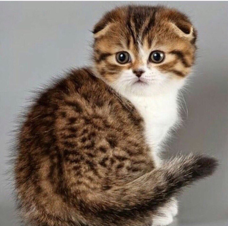 Шотландская вислоухая кошка котенок