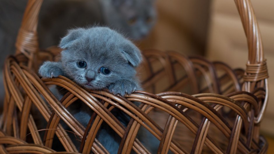 Шотландская вислоухая кошка
