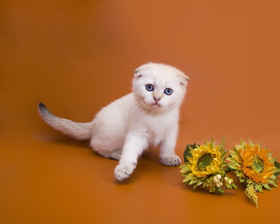 Скоттиш фолд Браун табби