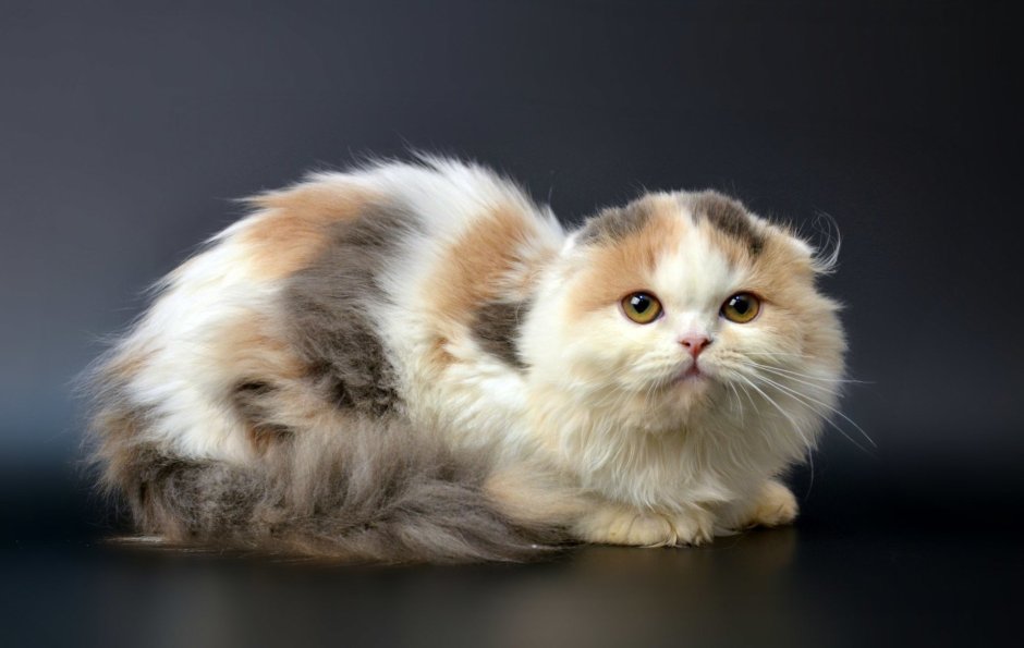 Шотландская вислоухая хайленд кошка