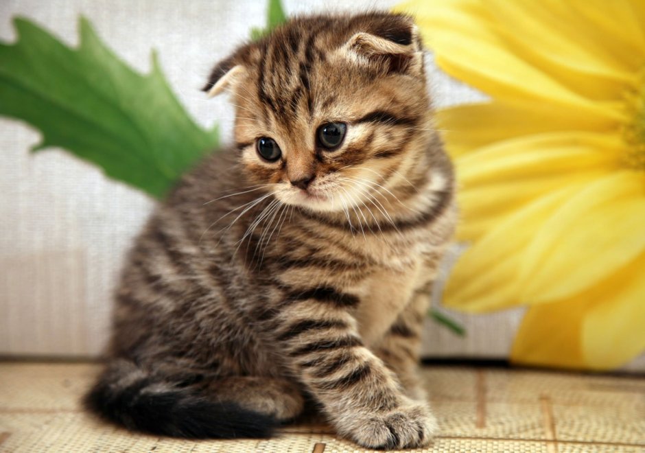 Шотландская вислоухая кошка