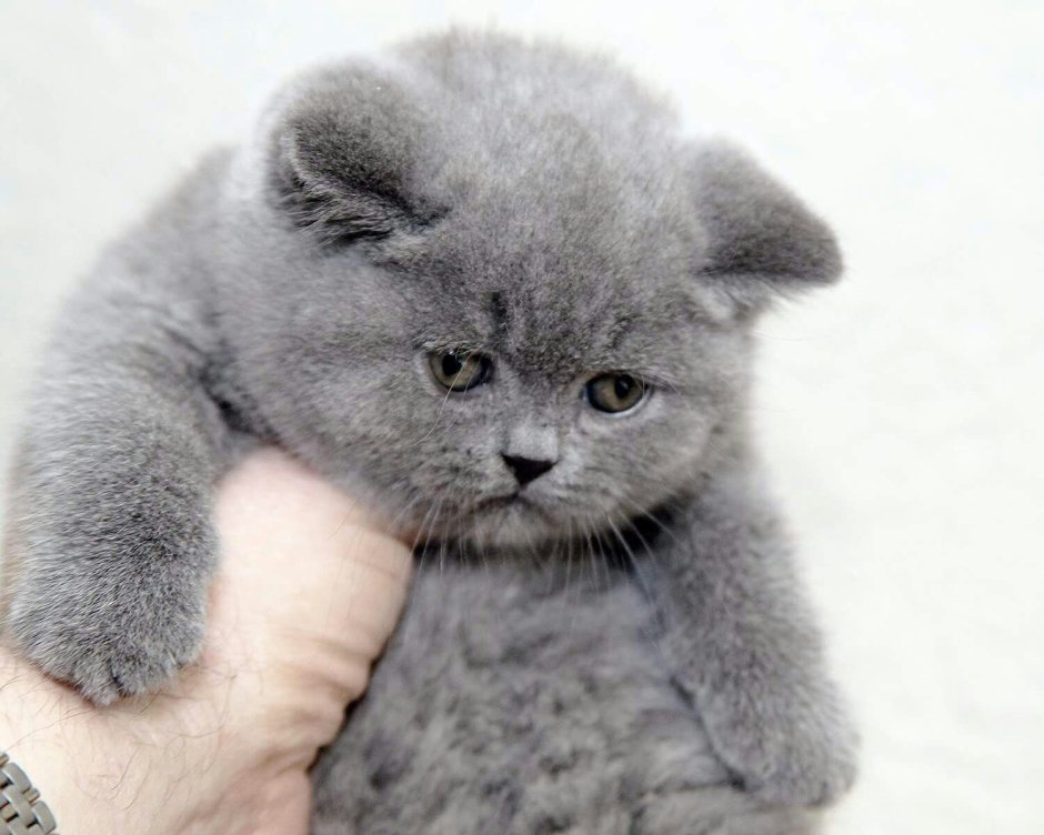Скоттиш фолд котята серые