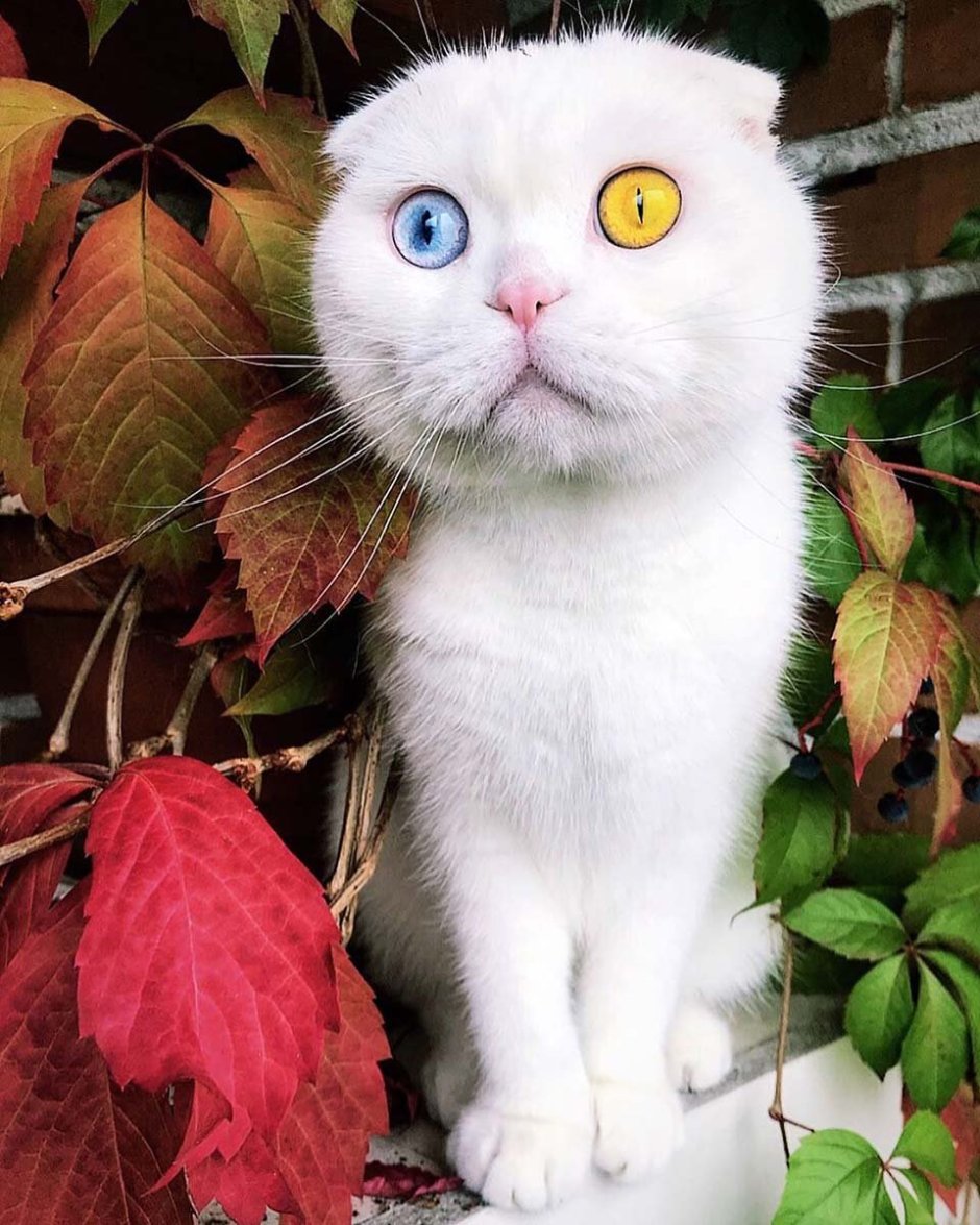 Шотландский вислоухий кот белый