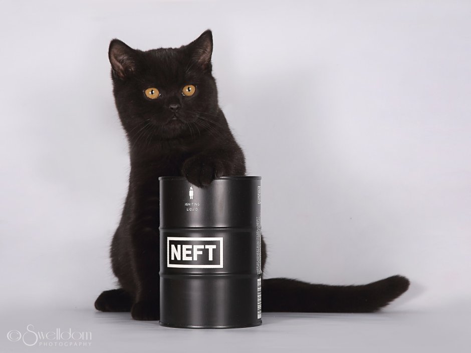 Шотландские котята прямоухие черные