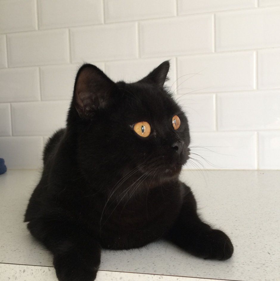 Короткошерстный британский кот Аристократ черный