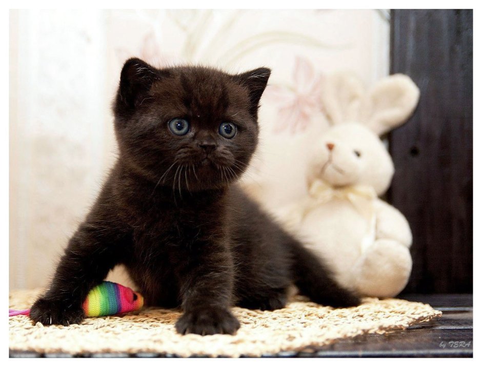 Черный шотландский вислоухий страйт