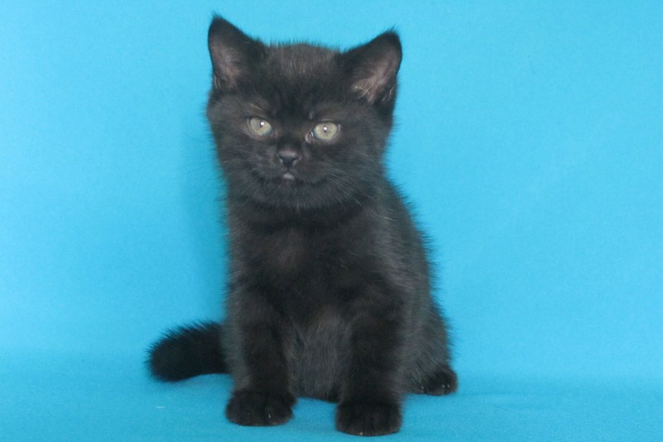 Милые черные коты
