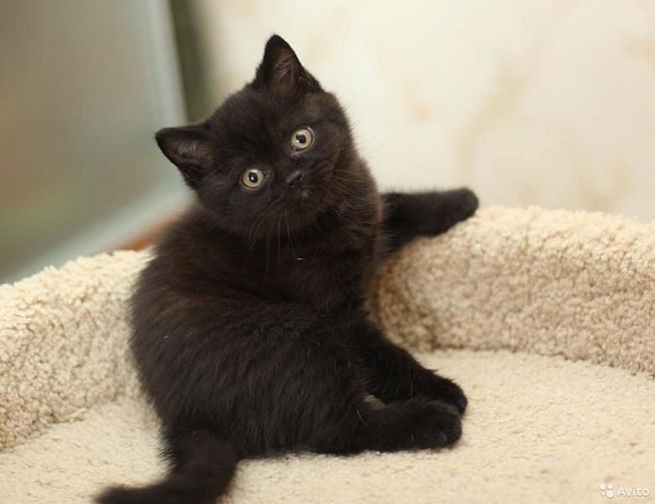Вислоухий персидский кот черный
