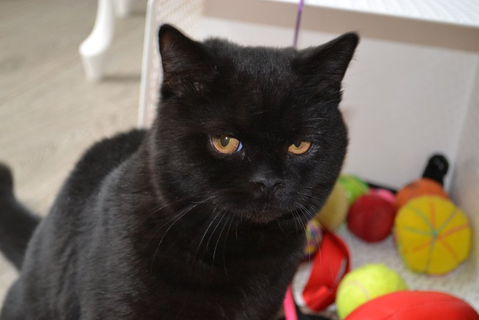 Кот Федор Михайлович щекастый