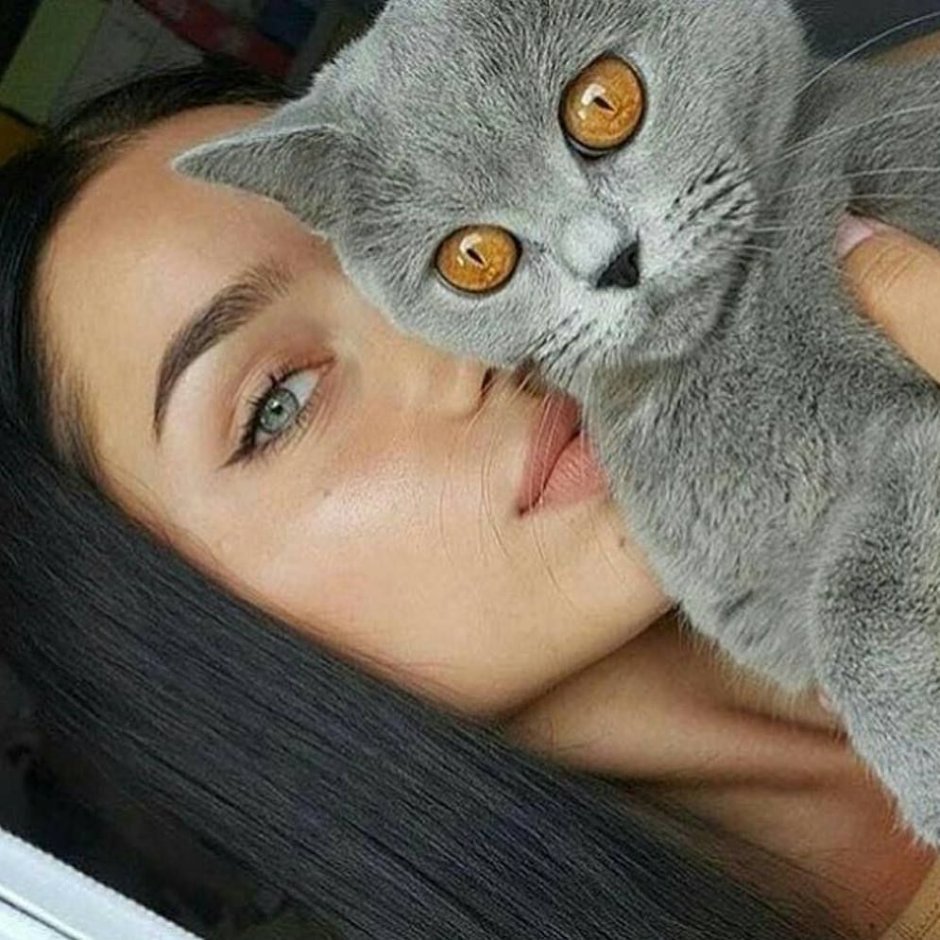 Скоттиш страйт черный дым