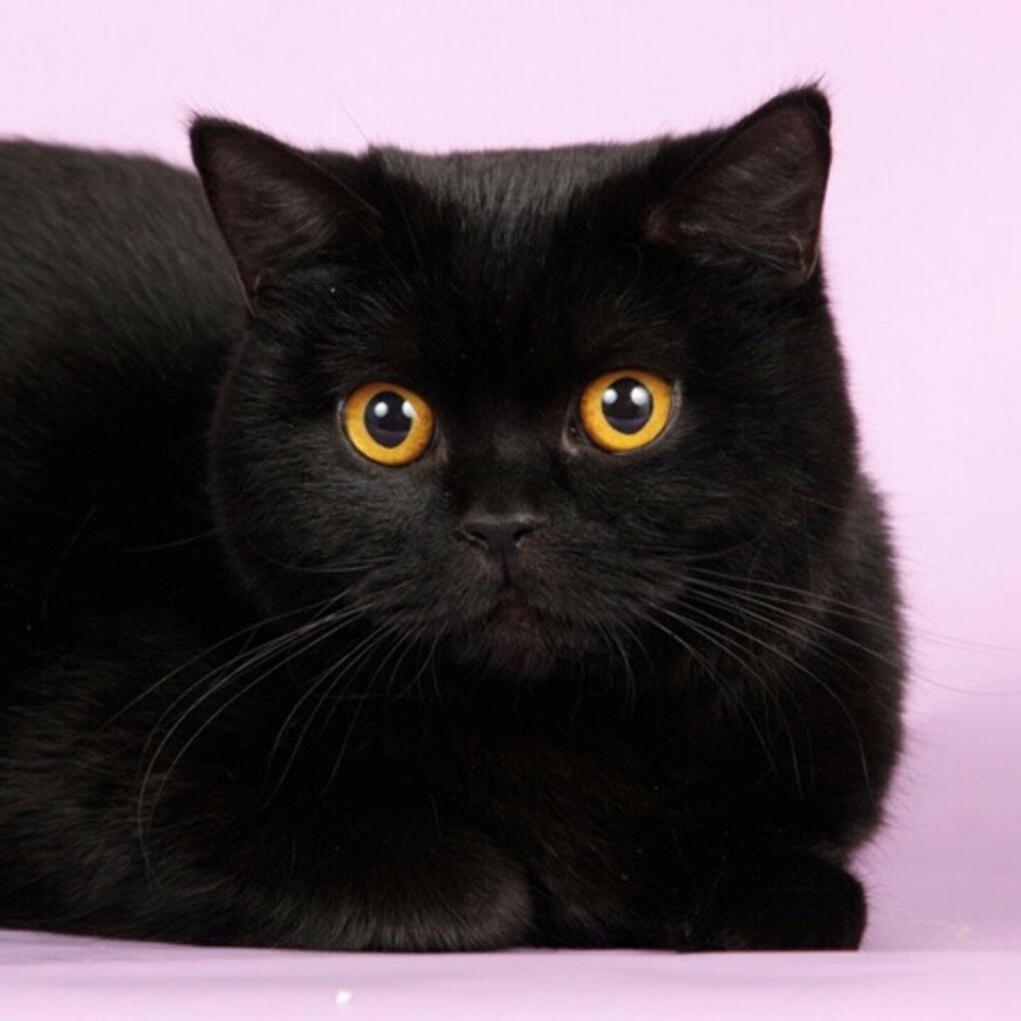 Британец экзот