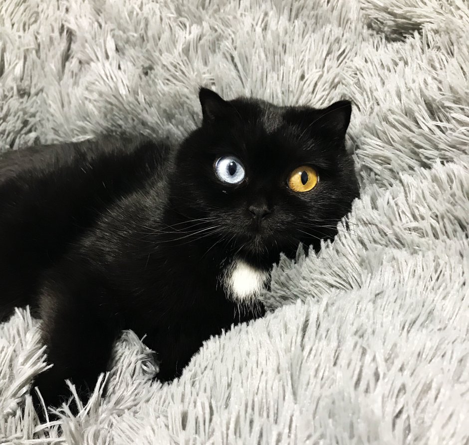 Гетерохромия у кошек чёрных