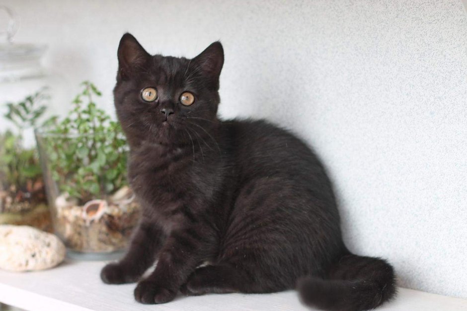 Котёнок британский чёрный метис 1 месяц