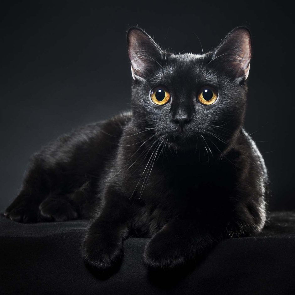 Бомбейская кошка