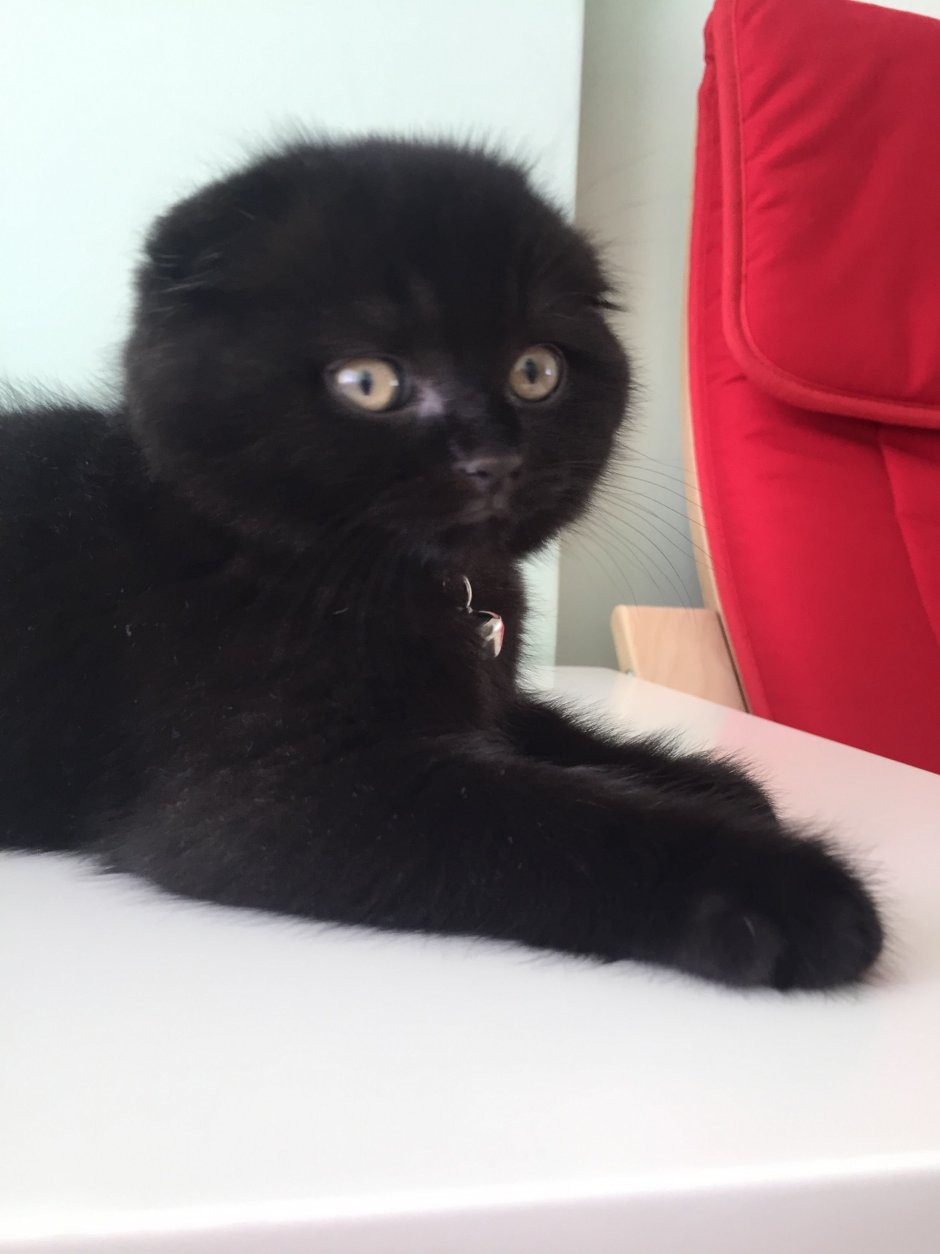 Злой котенок