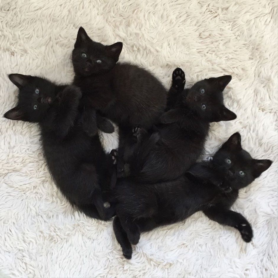 Британская дымчатая кошка