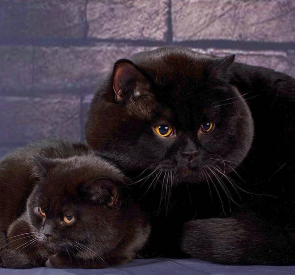 Кошка Химера Нарния