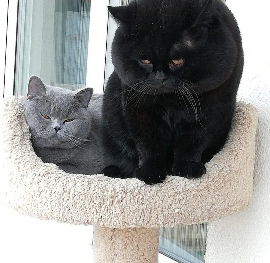 Черный Солид британец