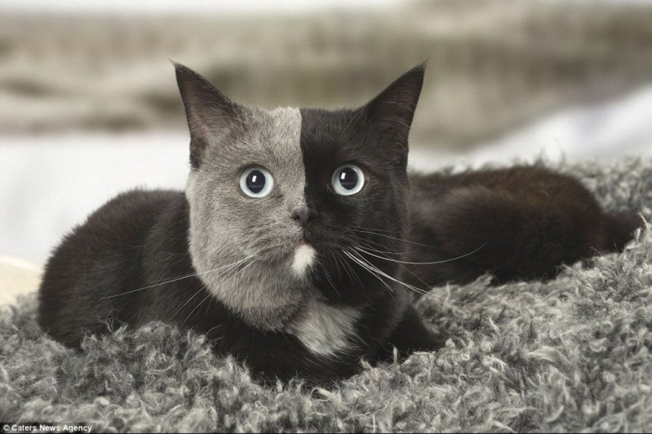 Котята британские плюшевые